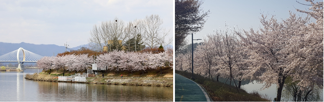 공지천 유원지 벚꽃길 사진