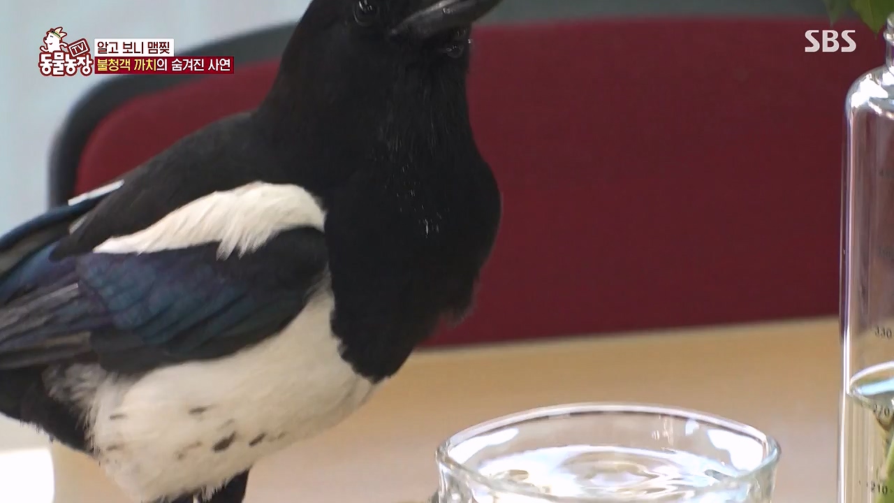 TV 동물농장.E1177.240624p-NEXT.mp4_20240623_163751.108.jpg