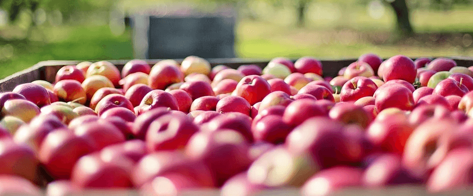 섬네일 과수원에서 사과를 수확한 모습