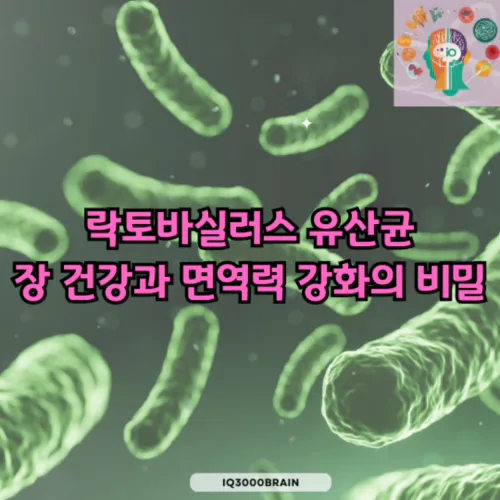 락토바실러스 유산균
