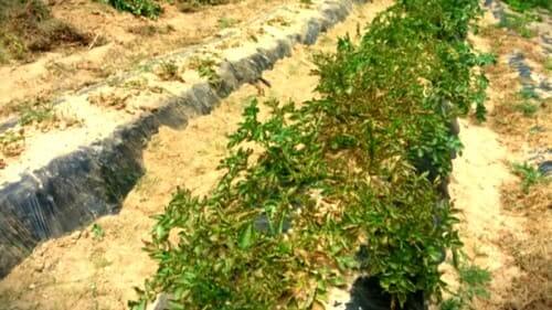 감자캐기-감자-수확시기-수확작업-전처리-잎줄기-제거