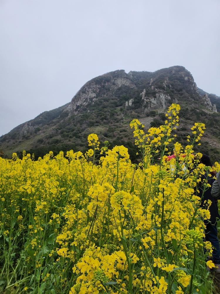 제주 유채꽃밭 3