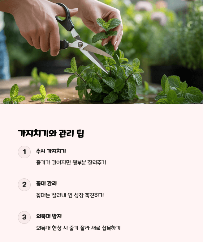 애플민트 키우기