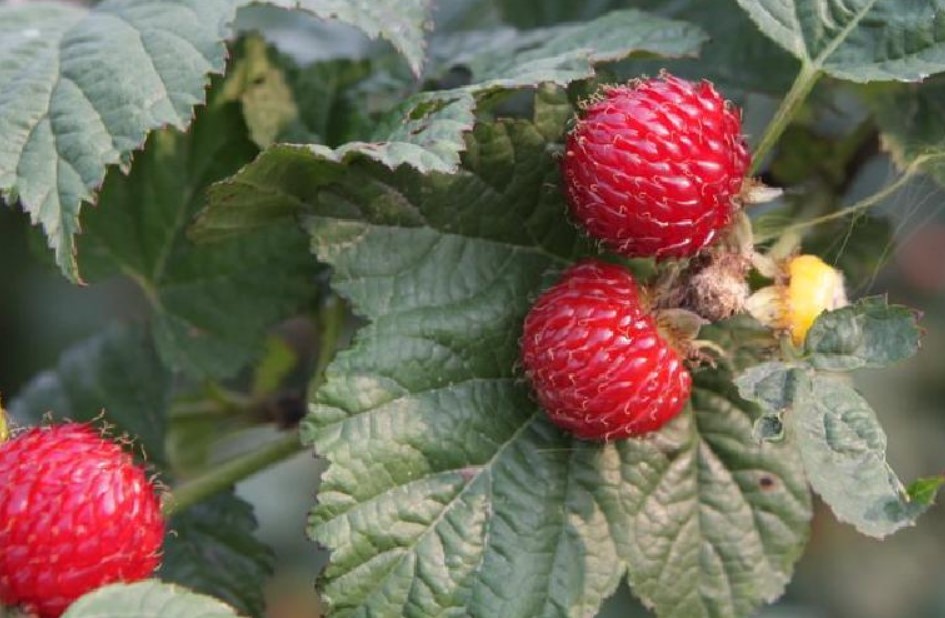 산딸기 사진
