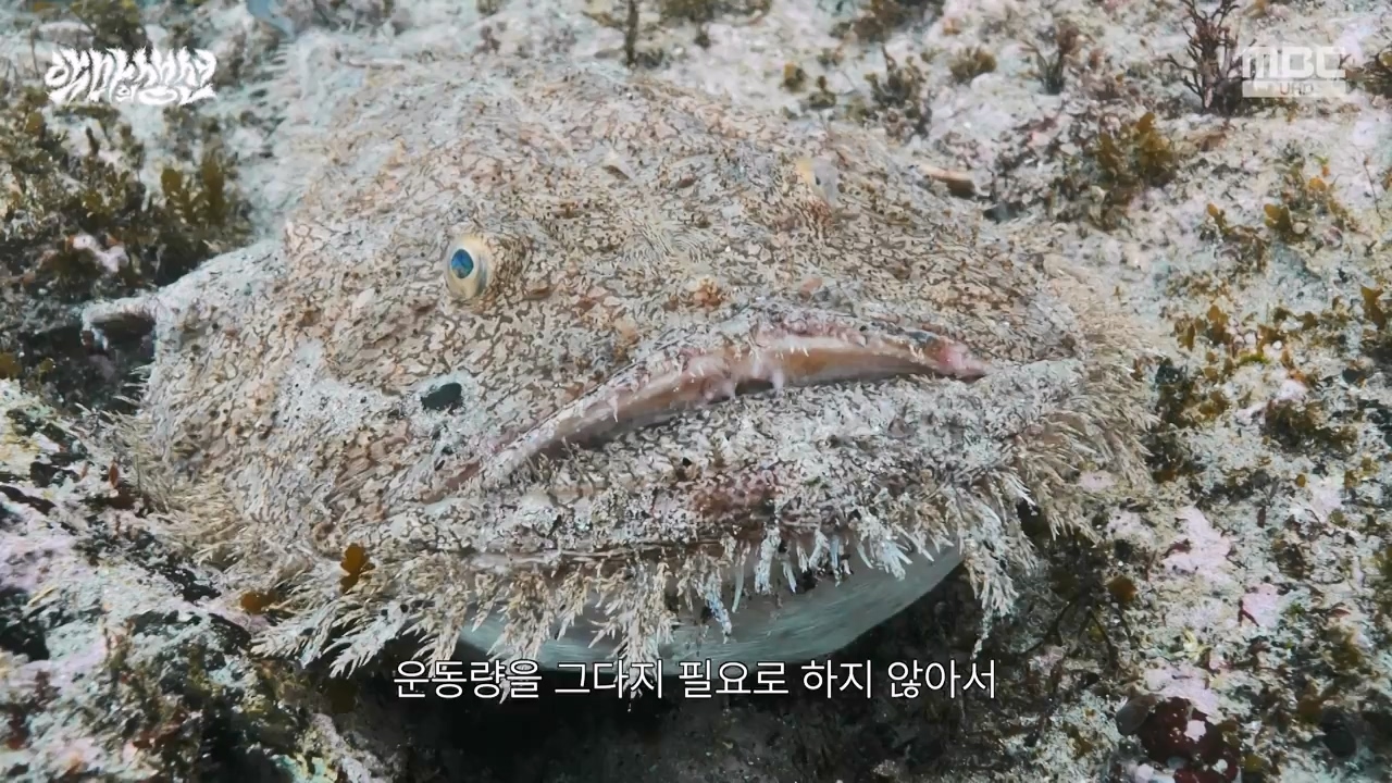 MBC 네트워크특선.E1670.240403p-NEXT.mp4_20240403_205602.950.jpg