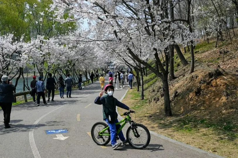 광교호수공원 벚꽃 사진 6