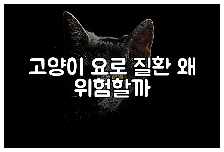 고양이 요로 질환 왜 위험할까