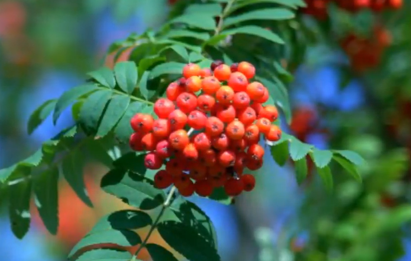  마가목 효능, 부작용
