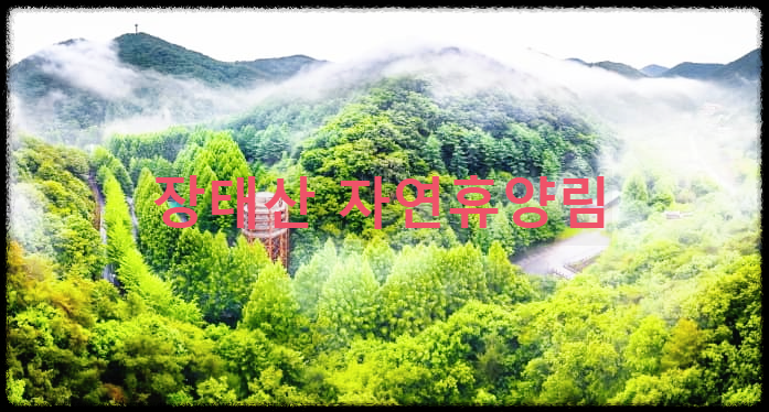  장태산 자연휴양림 : 피톤치드가 가득한 국내 유일 메타세콰이아 숲