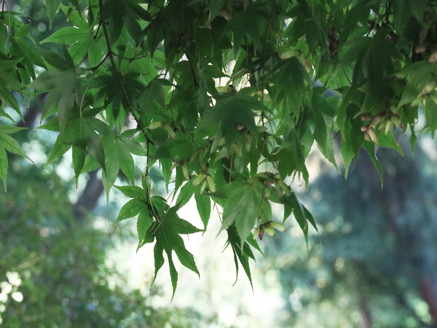창경궁의-대온실가는-단풍나무-단풍잎