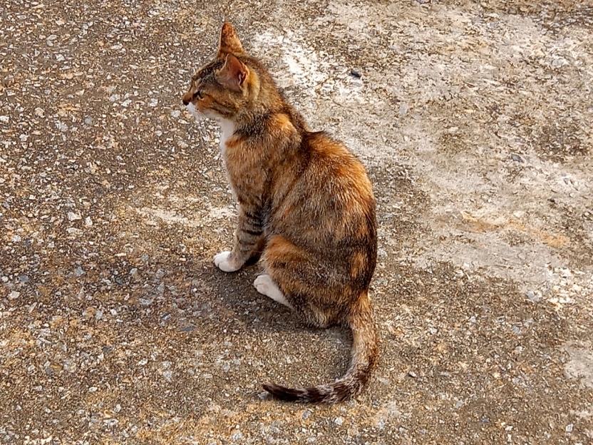 img.jpg