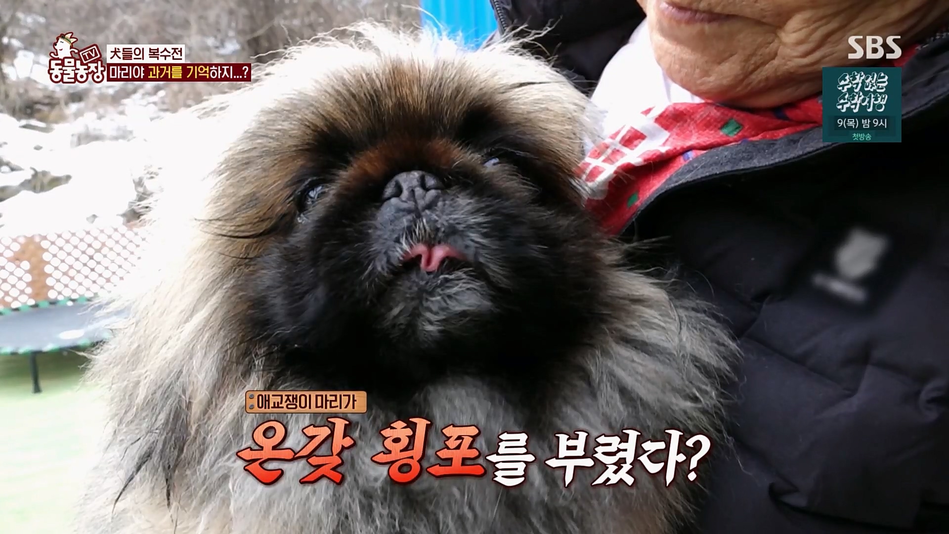 TV 동물농장.E1110.230305p.H264-F1RST.mp4_20230305_182104.835.jpg