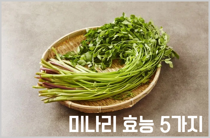 미나리 효능 봐서 해독하자