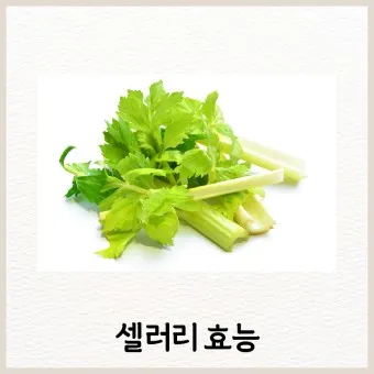 셀러리 먹는법 주스 효능_9