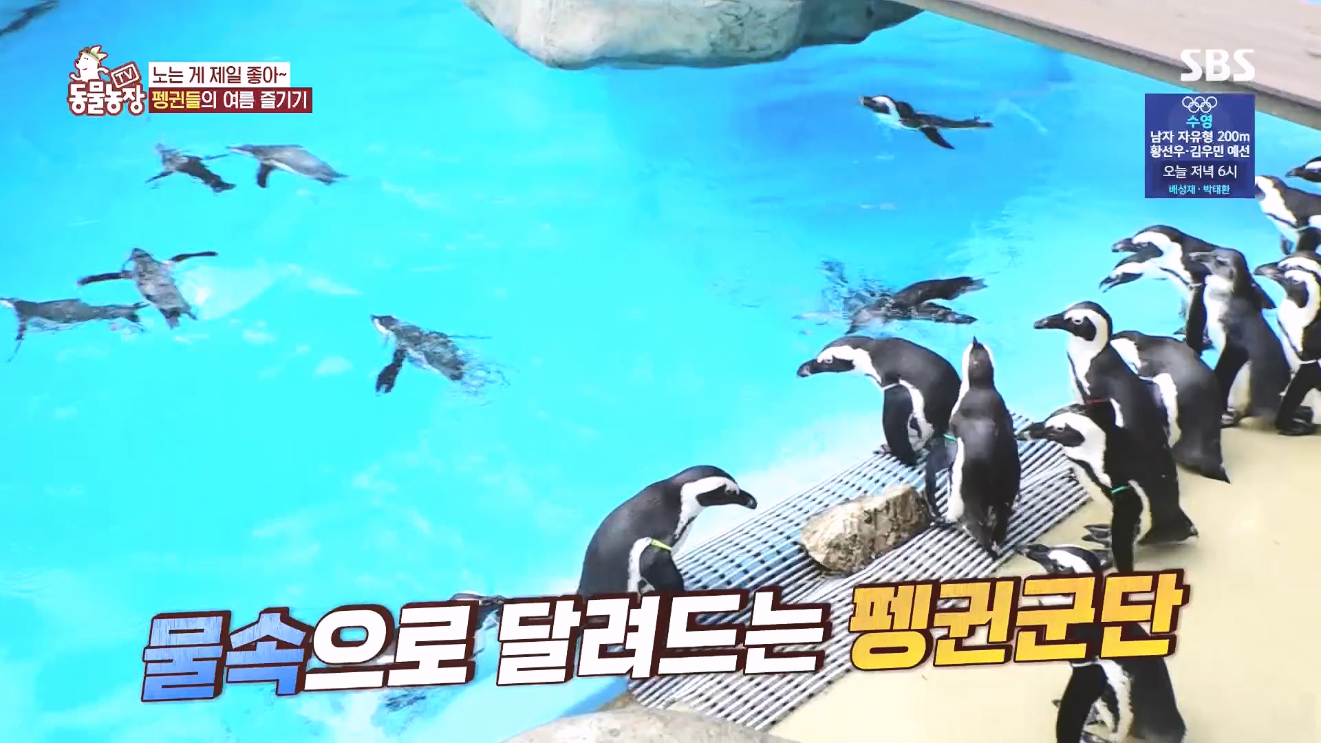 TV 동물농장.E1182.240728p.H264-F1RST.mp4_20240728_152540.969.jpg