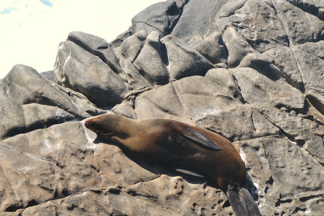 Seal.