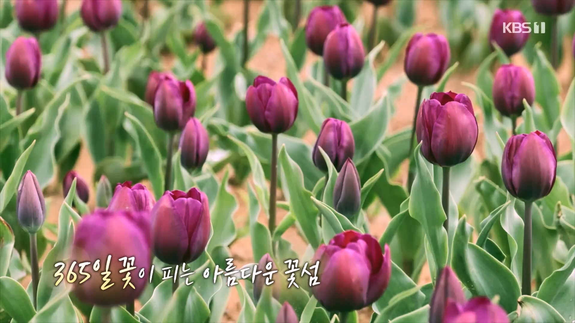 다큐 On.E201.230610p.H264-F1RST.mp4_20230611_154127.439.jpg