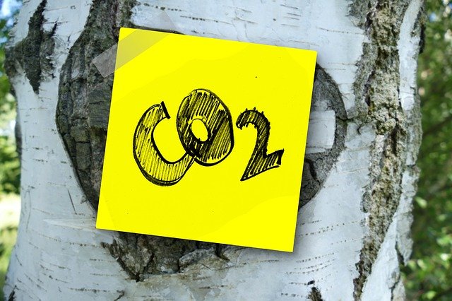 나무위에 붙은 노란 사각형 속 Co2가 적혀있는 사진