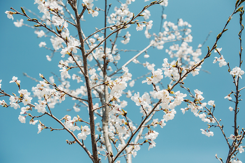 봄&#44; 벚꽃 사진.