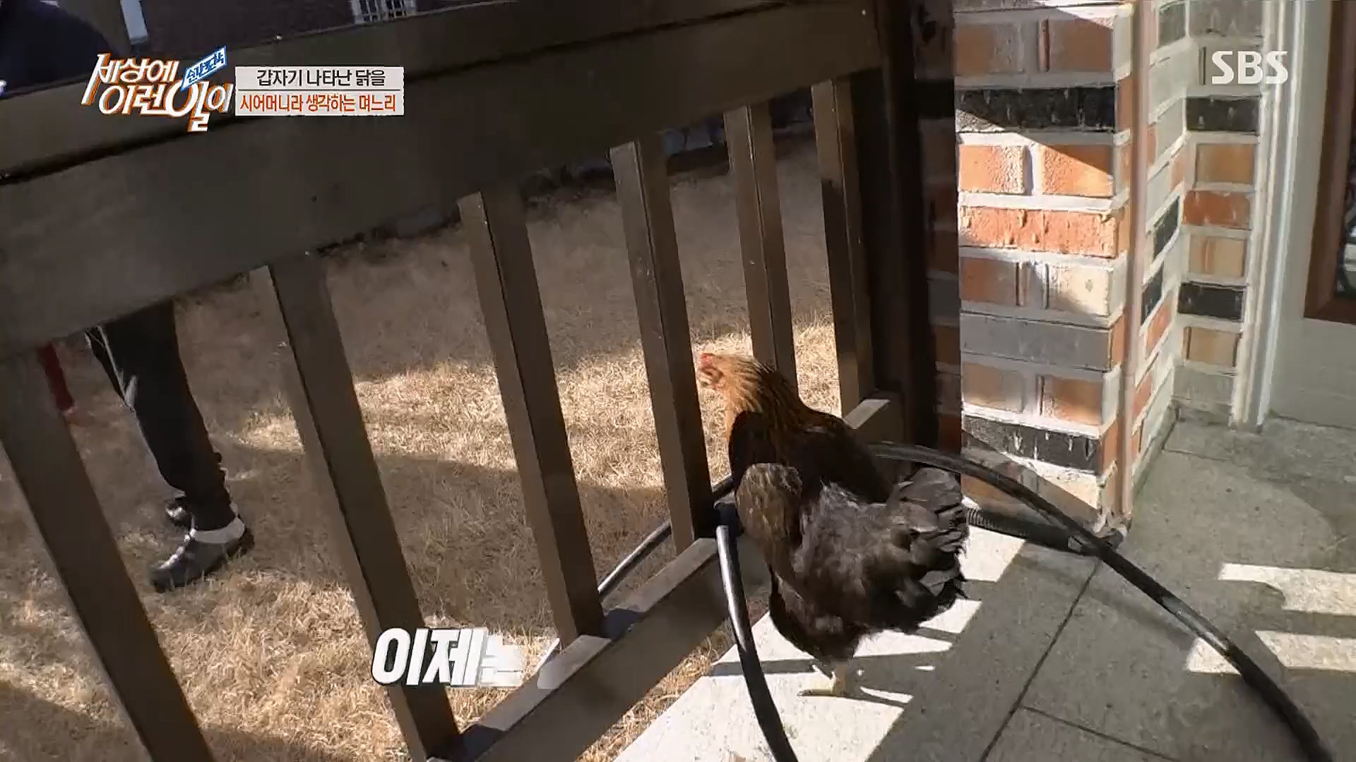순간포착 세상에 이런일이.E1222.230321p.H264-F1RST..mp4_20230322_201001.119.jpg