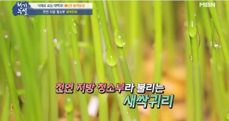  새싹귀리분말, 장윤정의 다이어트 비법…'효능-먹는법-부작용 총정리'
