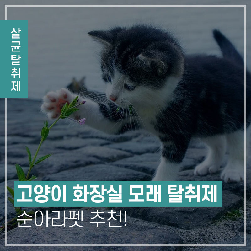 고양이 화장실 모래 타입별 비교
