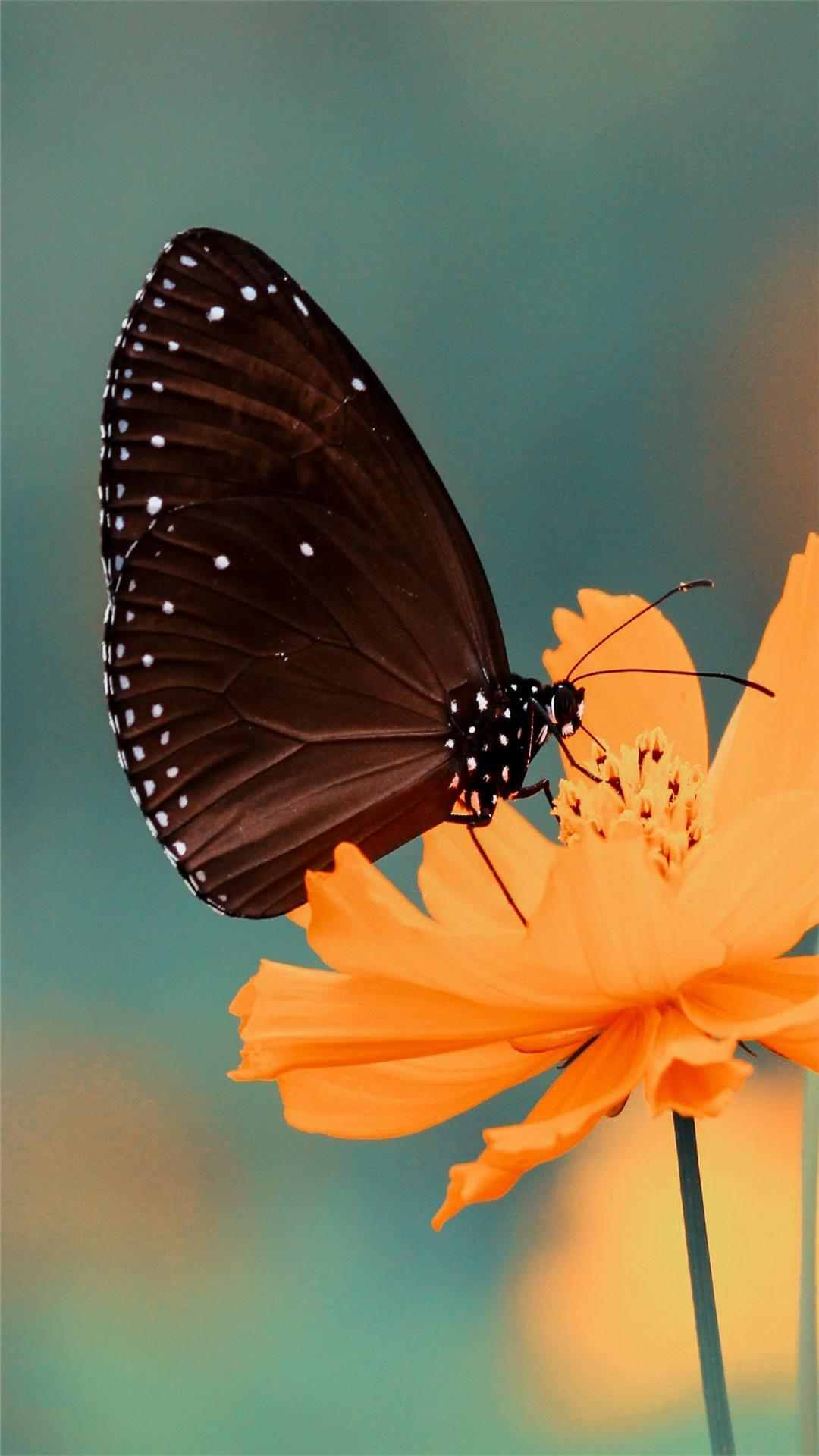 Butterfly Animal iPhone Wallpaper