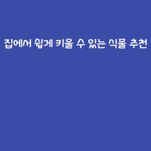 집에서 쉽게 키울 수 있는 식물 추천 집에서 쉽게 키울 수 있는 식물 추천
