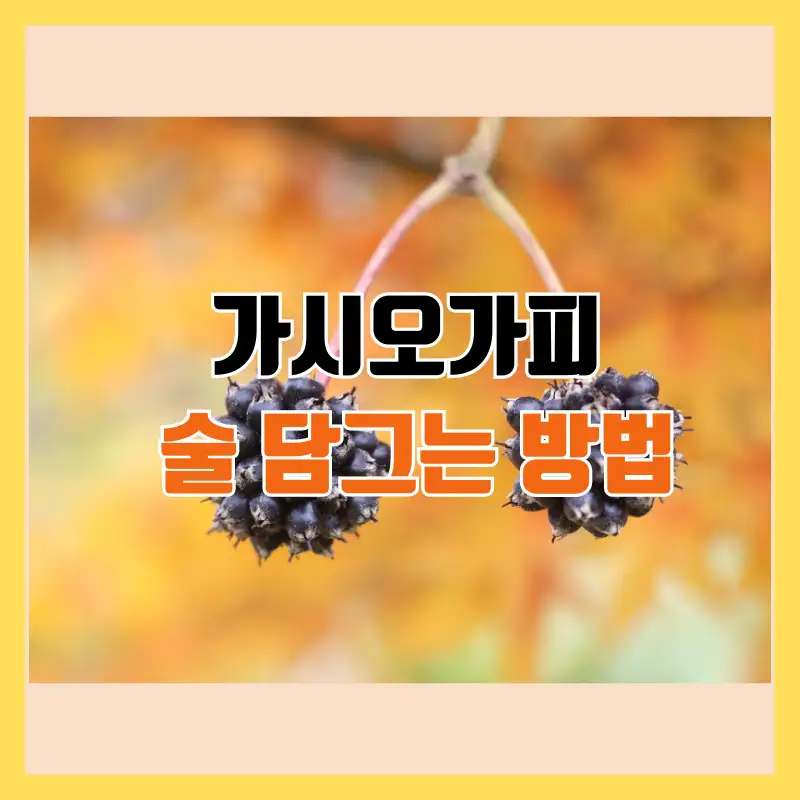 가시오갈피