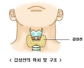 갑상선 위치 및 구조