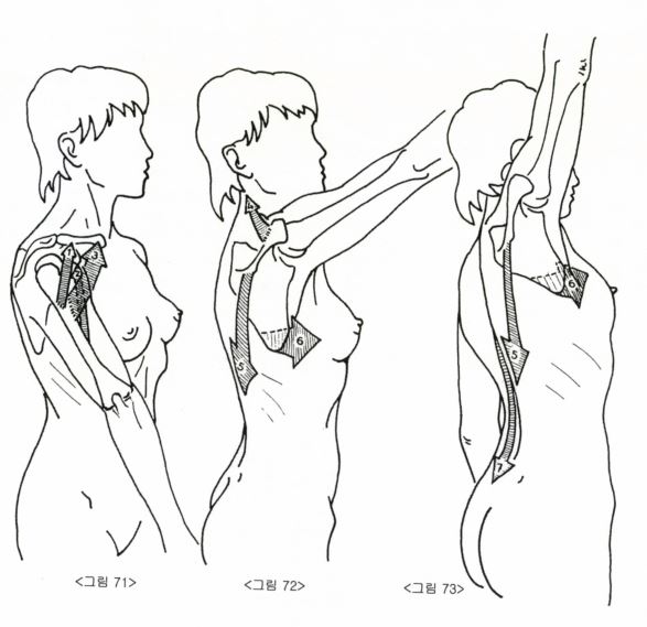견관절 굴곡시 각도별로 근육의 작용을 나타낸 그림.