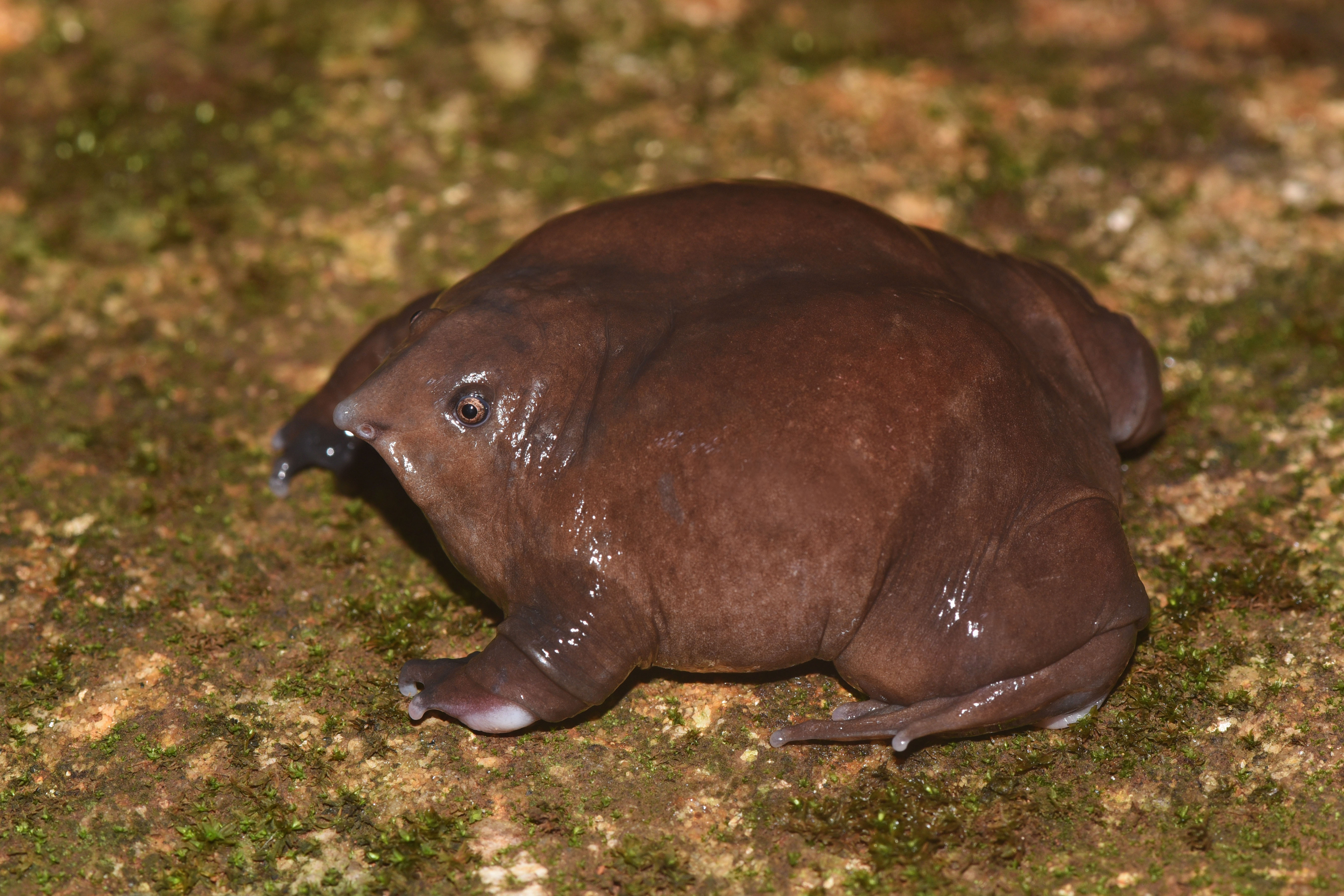 [양서류 백과] 보라개구리 Purple Frog
