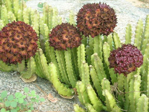  칼라루마 (CARALLUMA) 효능 부작용 알고 가세요