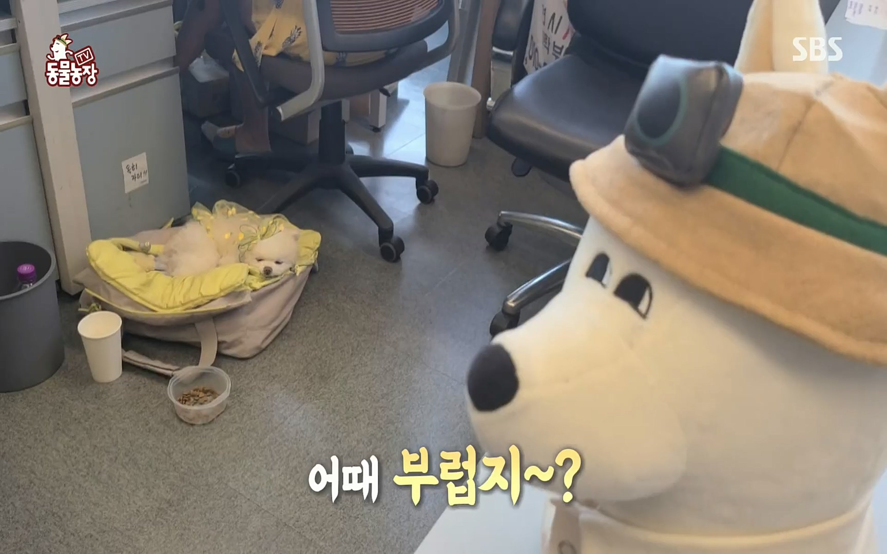 TV 동물농장.E1073.220612p.H264-F1RST.mp4_20220612_181332.996.jpg