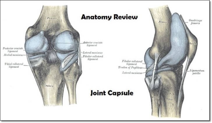무릎 관절의 해부학을 표현한 그림