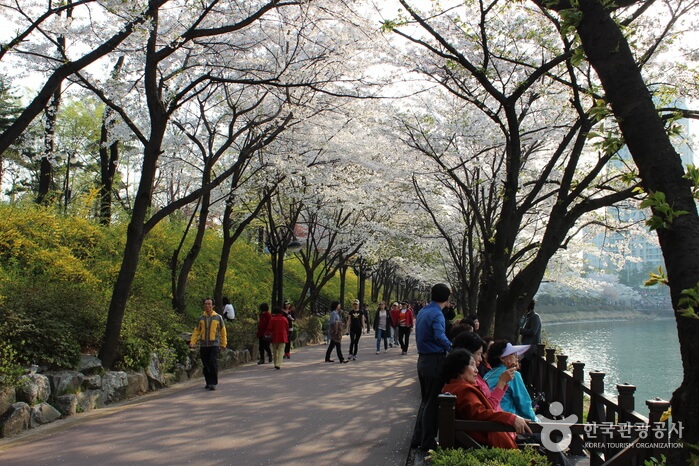 벚꽃축제 산책로-한국관광공사 출저