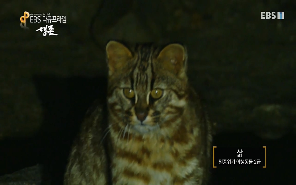 생존 3부_ EBS 다큐프라임_ 220629.avi_20220701_210612.464.jpg