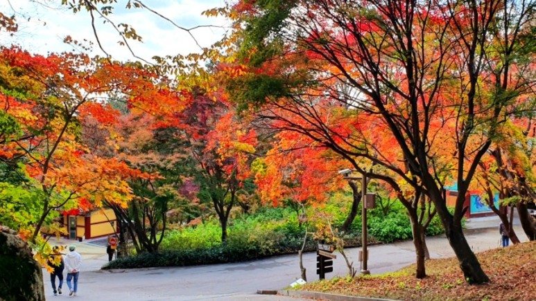 - 수덕사, 명상치유림길과 수암산의 가을 예산으로 볼거리, 단풍여행 16