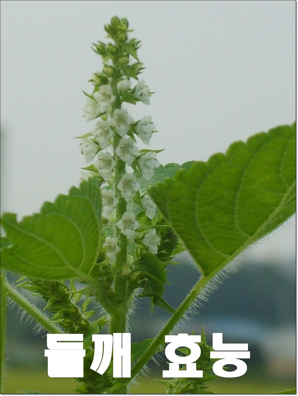  들깨 효능