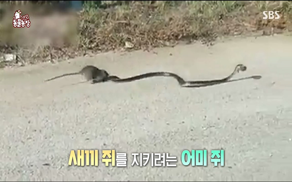 TV 동물농장.E1068.220509p-NEXT.mp4_20220508_173805.687.jpg