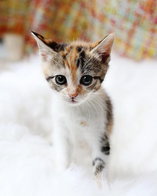 kitten