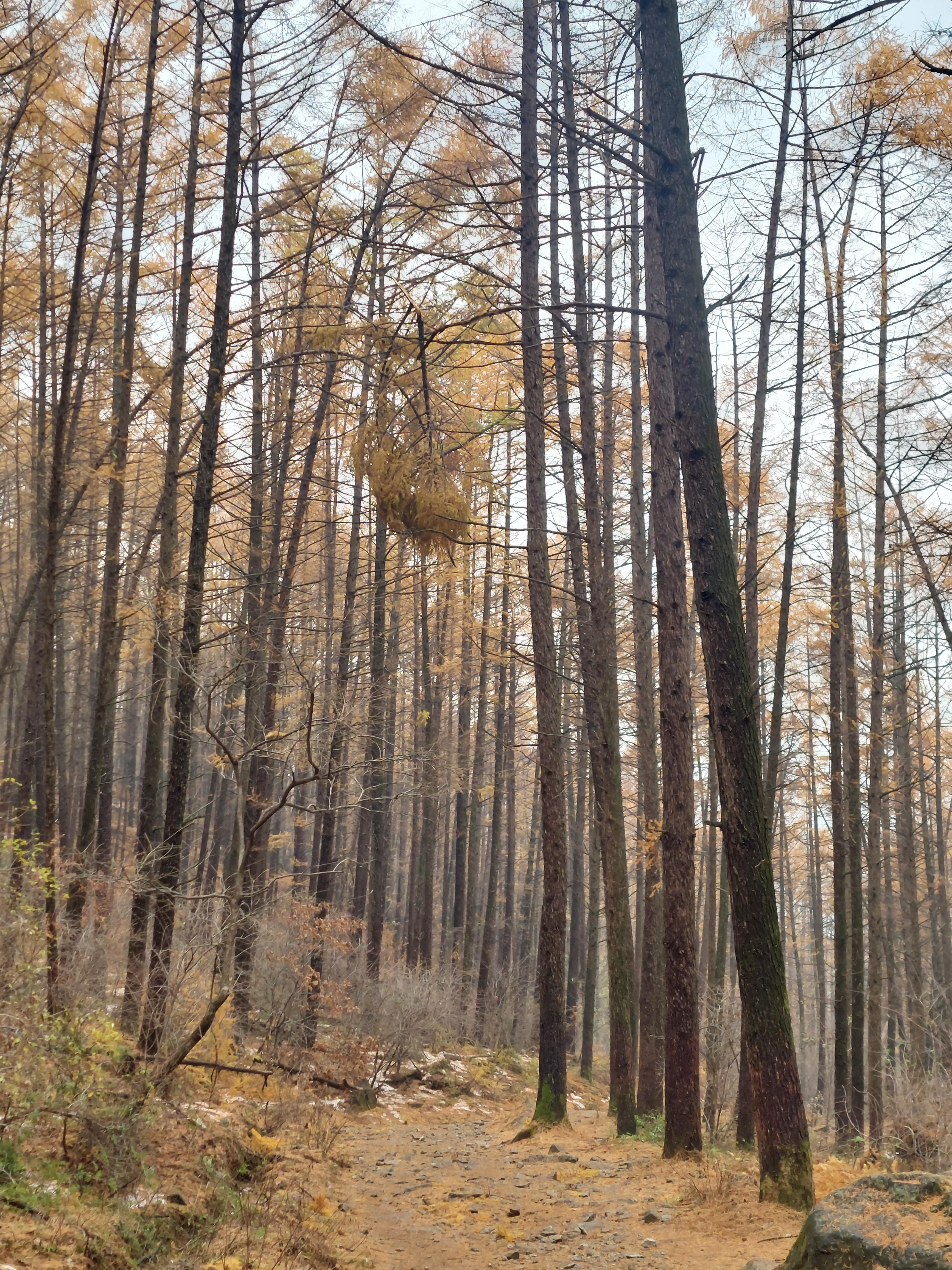 검단산