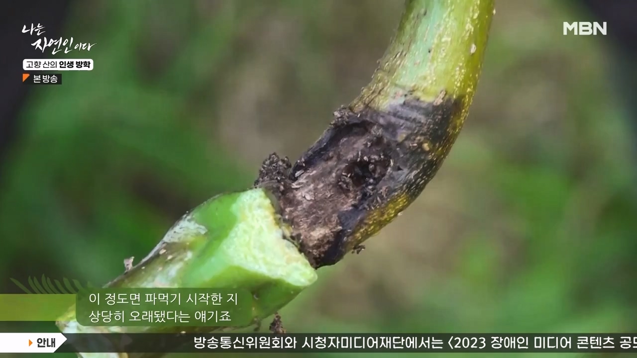 나는 자연인이다.E568.230824p-NEXT.mp4_20230824_203303.037.jpg