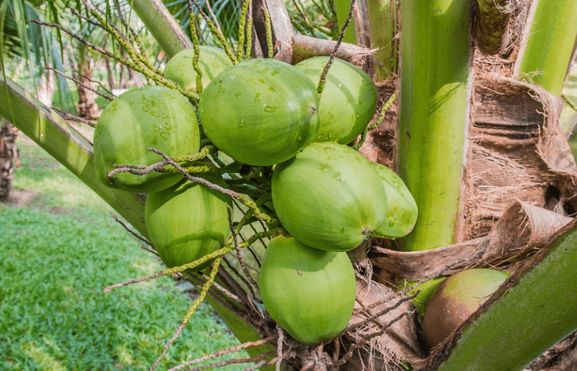 코코넛나무