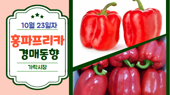  [경매사 일일보고] 10월 23일자 가락시장 홍파프리카 경매동향을 살펴보겠습니다!