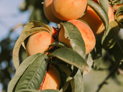 살구 효능 10가지 4