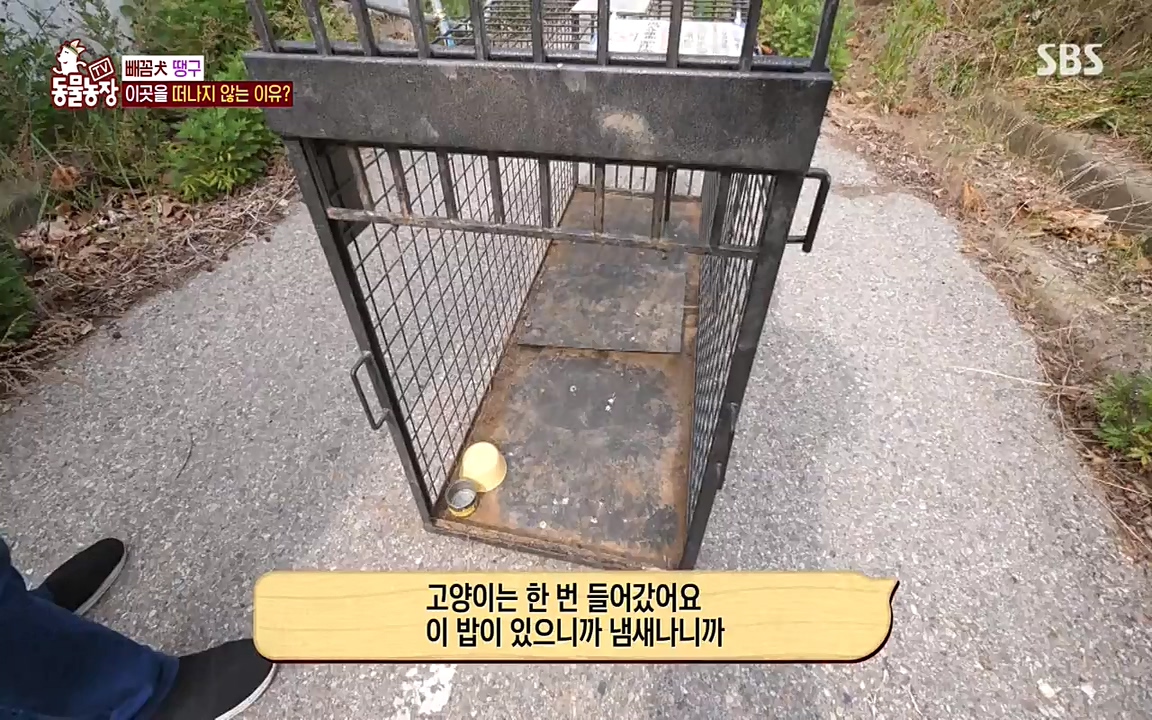 TV 동물농장.E1075.220627p-NEXT.mp4_20220626_175558.947.jpg