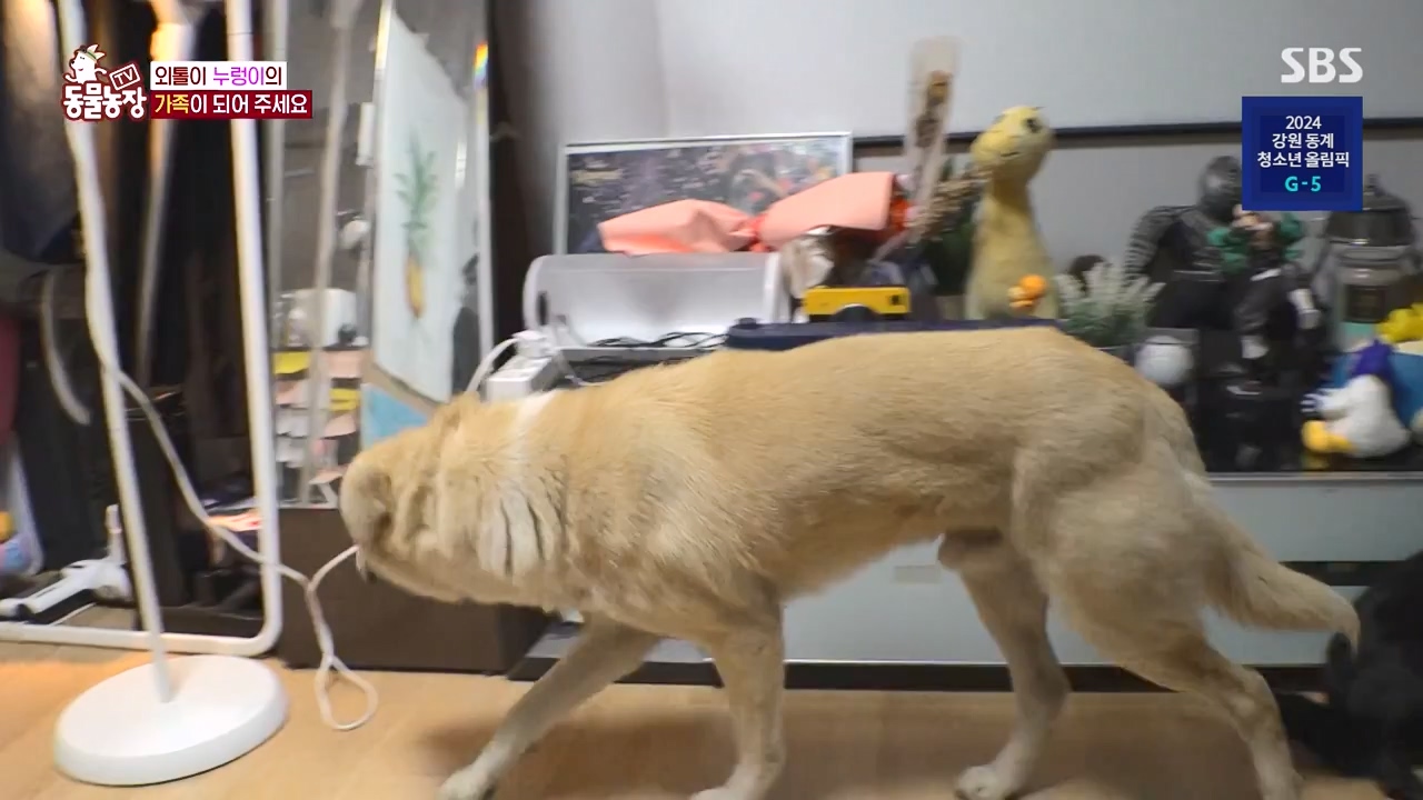 TV 동물농장.E1154.240115p-NEXT.mp4_20240114_184404.838.jpg