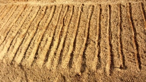 도라지-씨앗-파종방법-도라지-재배밭-토양조건-거름주기-밑거름-웃거름