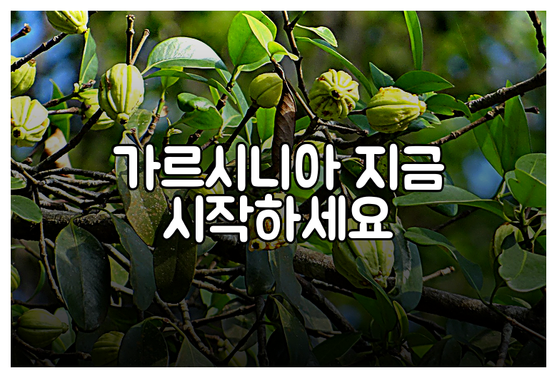 가르시니아 지금 시작하세요